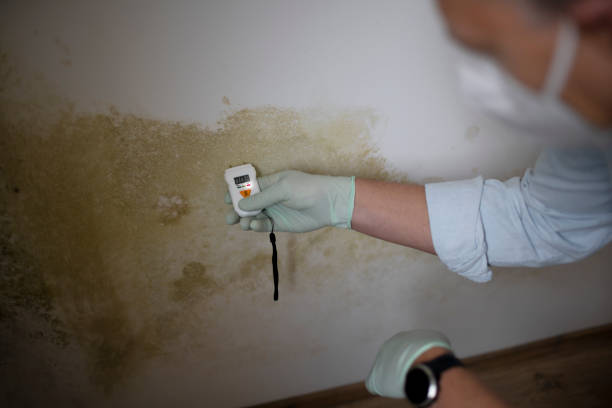 Certified Mold Removal in Mississippi State, MS