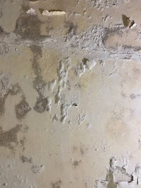 Best Certified Mold Removal  in Mississippi State, MS