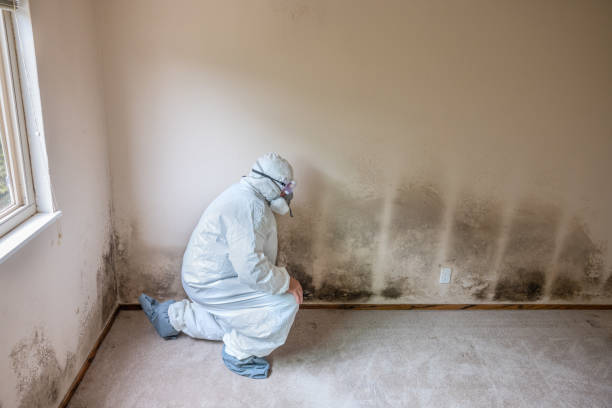Best Attic Mold Removal  in Mississippi State, MS