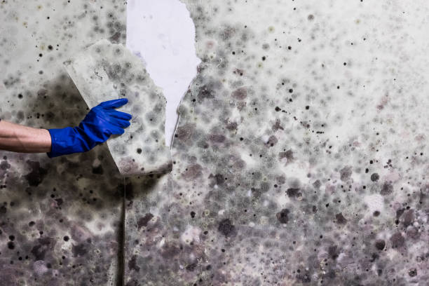 Best Residential Mold Removal  in Mississippi State, MS
