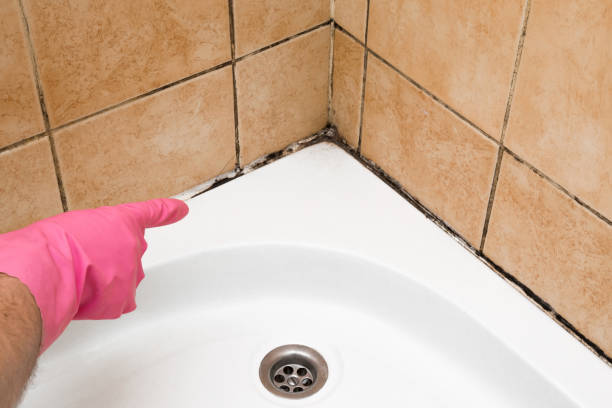 Home Mold Removal in Mississippi State, MS