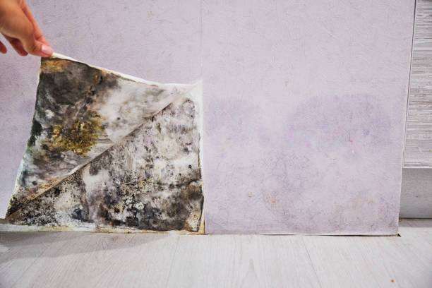 Trusted Mississippi State, MS Mold Removal Experts